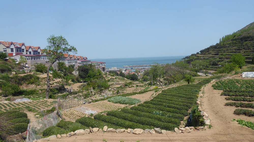 Die Teefelder am Laoshan...