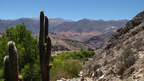 Desert view with flowering cactus